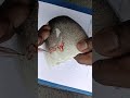 drawing tutorial for beginners #class10 #class6