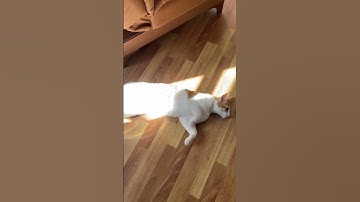 a typical lazy day #catvideos #cats #animals #lazy #funny #shorts #cat