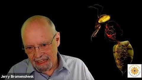 Diagnosing Hive Health with a Smartphone App