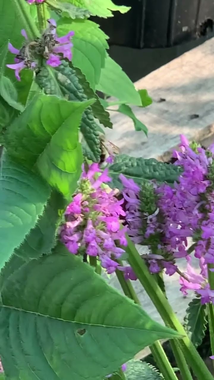 Busy Bee busybee busybees bee bees flying flowers polen busy Busy Bee busybee busybees bee bees flying flowers polen busy