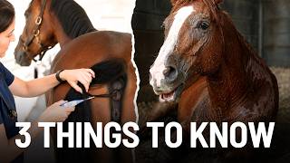 How to Check Your Horse's Temperature, Pulse, and Respiration