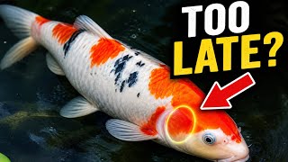 Your Koi Is Dying If You See This (Most Miss It)