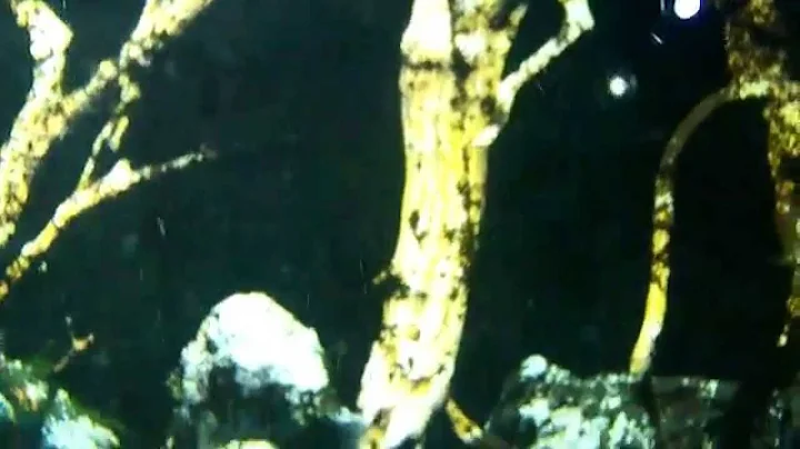 dwarf livebearers+
