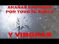 Arañas enormes por todo el suelo y viboras mira el video completo en este canal