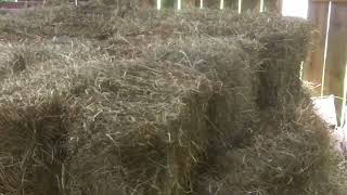 Making Hay 101 Some Personal History