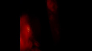 Cloistral - Հանձնում [offworldcolonies]