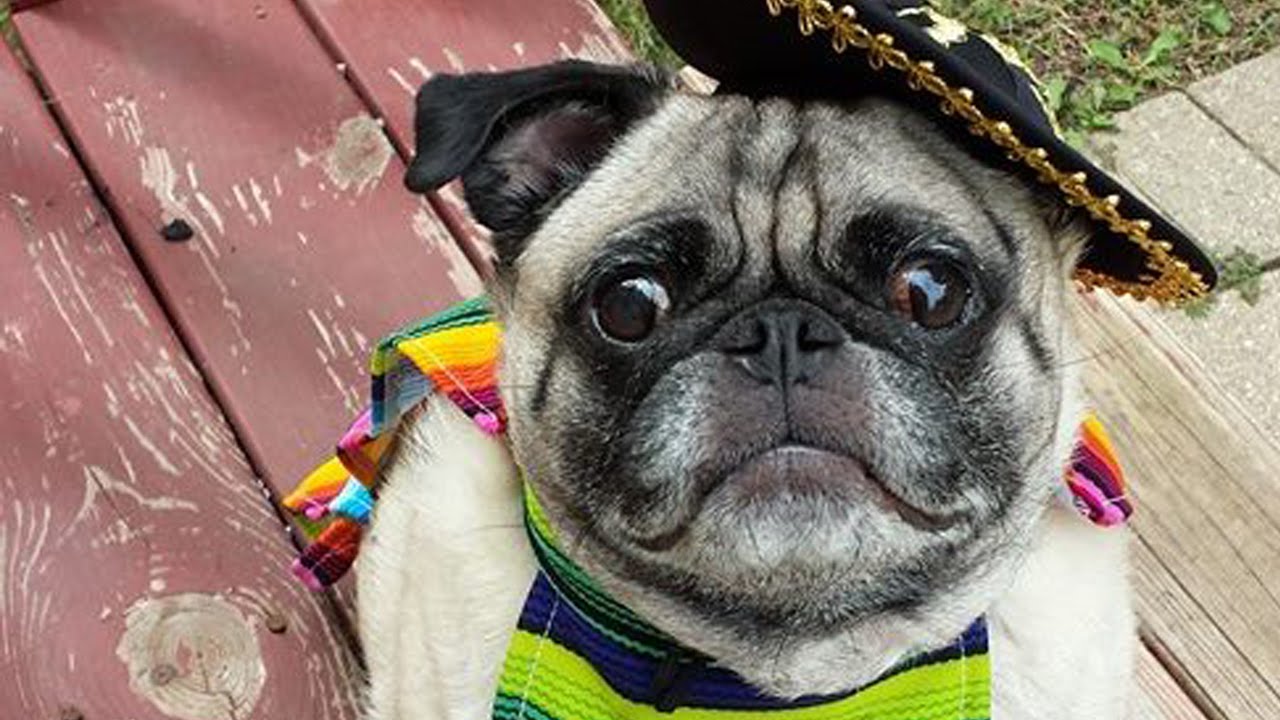 Costume Party Pug - YouTube