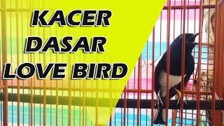 Video Kacer Dasar Masteran Love Bird Tinggal Poles Kekek an