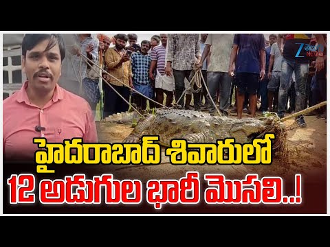 Crocodile scare at Abdullahpurmet | Hyderabad | Zee Telugu News - ZEE24TELUGUNEWS