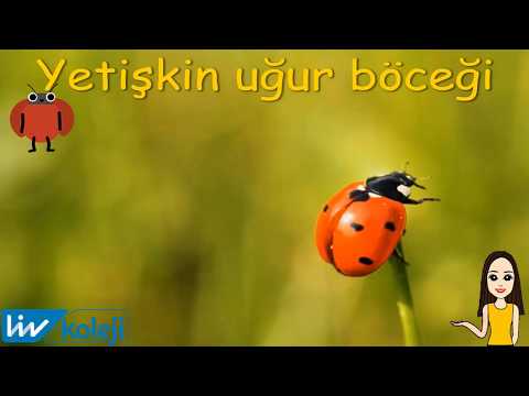 Video: Çocuklar için yaşam döngüsü nedir?