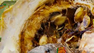 Download Lagu Mue - Télophases (Official Music Video) MP3