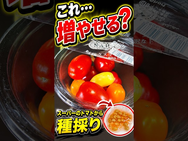 TOMATO　おまとめ商品 Whole Peeled Tomato - 400g - MAINDISH.in