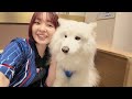 サモエドちゃんにめろめろ広HO!!