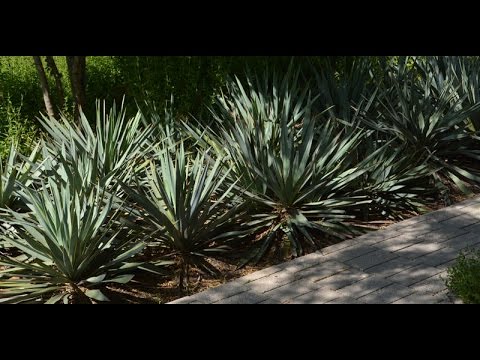 Video: Transplanting A Yucca - Hvornår skal Yuccas flyttes i landskabet