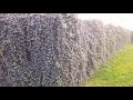 Efeu - Hedera helix massenhaft in kurzer Zeit vermehren - YouTube