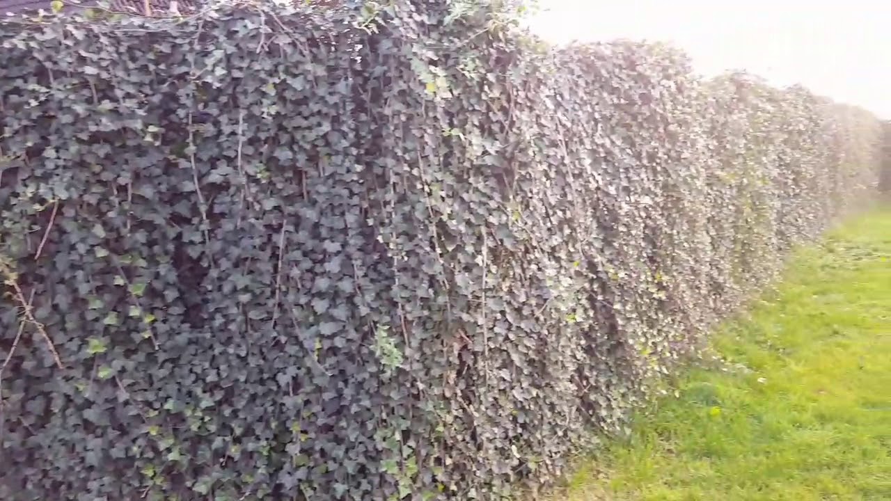 glanzmispel-hecke nachteile Glanzmispelhecke | kaufen