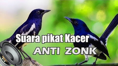 Suara pikat kacer anti zonk ampuh 100% memanggil kacer liar.
