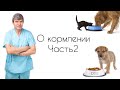 КАК ПРАВИЛЬНО КОРМИТЬ ЖИВОТНОЕ //О кормлении кошек и собак/Часть 2.