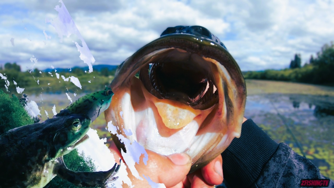 Big Bass & Big Frog Take Down ( Bass Fishing )