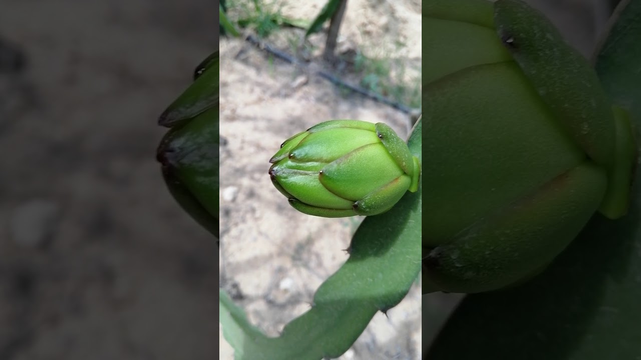 جدول تسميد الدراجون