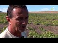 Agriculteurs du Nord en confinement (2021) : salades jetées, melons sans clients