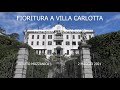 FIORITURA A VILLA CARLOTTA