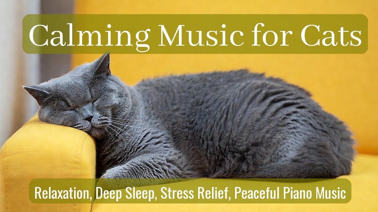 LIVE 🐱 Calm Kitten Resting Peacefully with Gentle Piano Melodies for Deep Sleep 🌧️ | Season 68