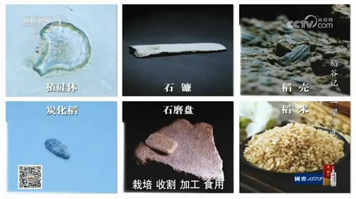 一万年前的栽培水稻！上山文化刷新世界农业起源——稻谷记·一望万年3《寻古中国》| 中华国宝 - 天天要闻