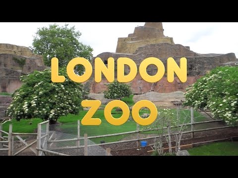 Video: ZSL London Zoo Har Sin årlige Dyreveiing