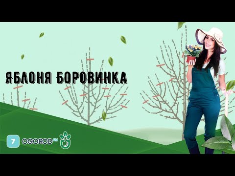 Видео: Боровинка