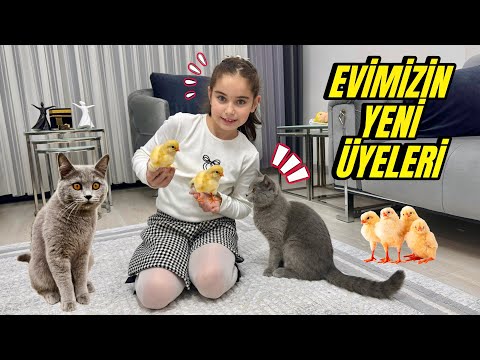 EVİMİZİN YENİ ÜYELERİ CİVCİVLER !! BÜCÜR ŞAŞIRDI !! HADİ İSİM KOYALIM !!