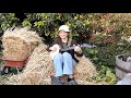 How firm a foundation clawhammer banjo hymn ft my chickens