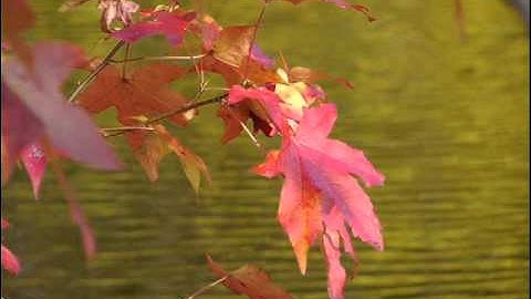 Christopher Norton Fantasy Bossa