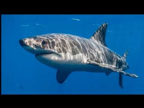 Video: ¿Los tiburones tienen fosas nasales?