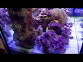 2020 11 13  水槽動画　サンゴ追加前の撮影