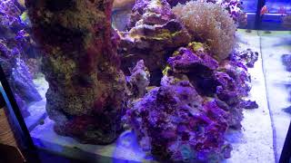 2020 11 13  水槽動画　サンゴ追加前の撮影