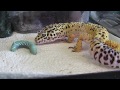 Leopard Gecko eating hornworm