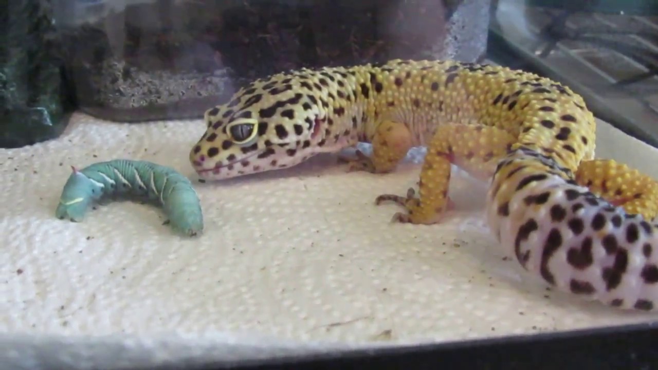 Are Hornworms Good for Leopard Geckos?