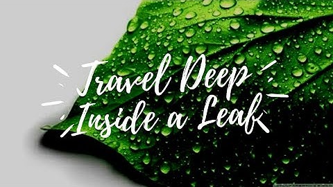 Travel Deep Inside a Leaf