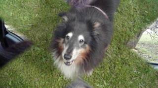 This is dedicated to Jacob my Sheltie,as he is 12 years old and is ...