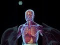 Most unbelievable facts about the human body and the human blood #blood #human #dead #viral