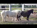 Amazing Horse Mating Compilation - How To  Horse Mating -  Animals Mating
