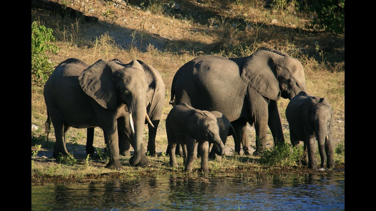 Chobe National Park Botswana Youtube