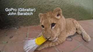 Lion Cub Vs Gopro
