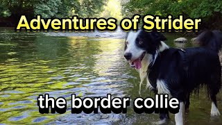 Adventures of Strider the border collie