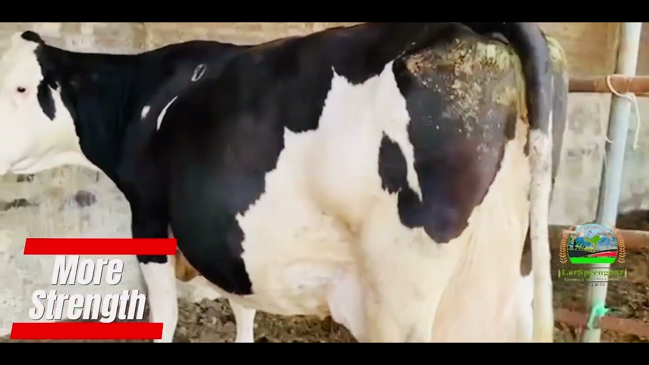  KHOST Province-AFGHANISTAN.  65 Kg/day 