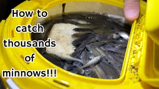 How to catch Thousands of minnows!!!