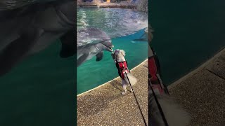 Dog Meets Dolphin || ViralHog