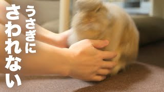 うさぎがおさわり禁止になってしまった。No.259