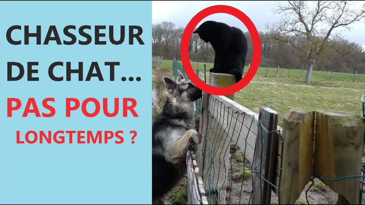 CHASSEUR DE CHAT - BERGER ALLEMAND -EDUCATION - malinois pronunciation
